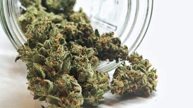 choisir-fleurs-cbd